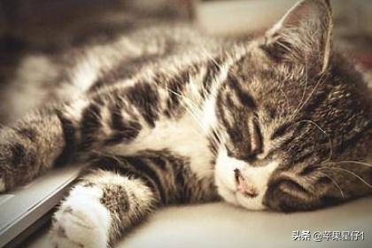 猫食欲不振:猫咪精神不好食欲不振怎么办？