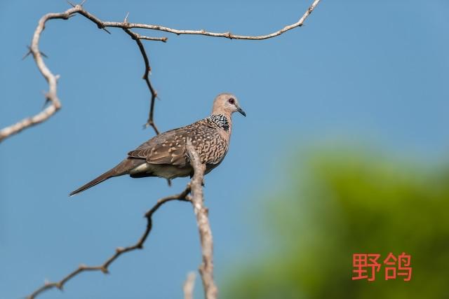 抓住救命稻草的野兽们:抓住救命稻草的野兽们百度云 在农村曾经风靡一时的“林下养鸡”，如今却人去林空，为什么？