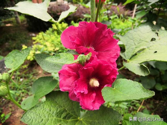 网上那么多美女为了圈粉秀胸露大腿翘屁股,你是她老公你介意吗？