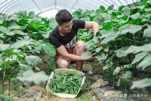 黄蜀葵花和黄秋葵花哪个好:要种植黄秋葵需要掌握哪些实用技术？