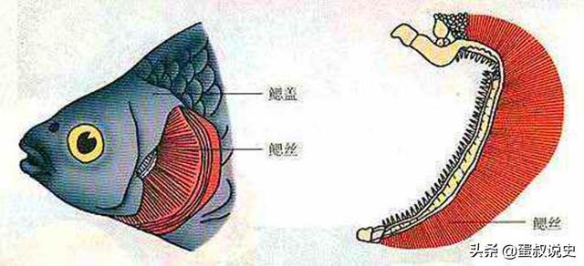 高手在民间,福建&quot;弓鱼术&quot;,能让鱼离水几天不死,是