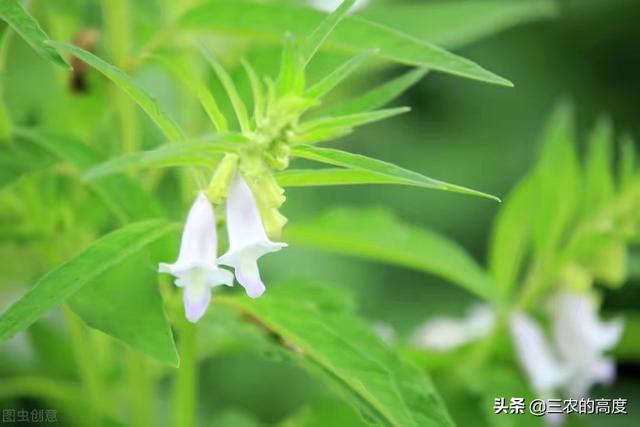 芝麻开花下一句，“芝麻开花”下一句是什么