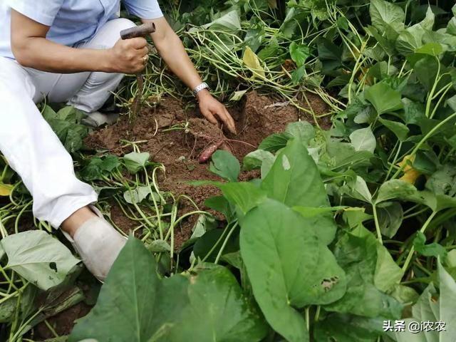 头条问答 红薯种植可以不翻藤吗 翻藤和不翻藤的区别是什么 I农农的回答 0赞