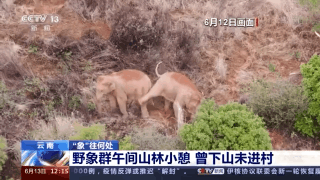 完达山一号东北虎:古代常见的狼和虎为什么现在见不到了？