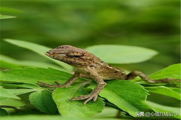 宠物蜥蜴价格及图片:4种适合新手饲养的宠物蜥蜴？
