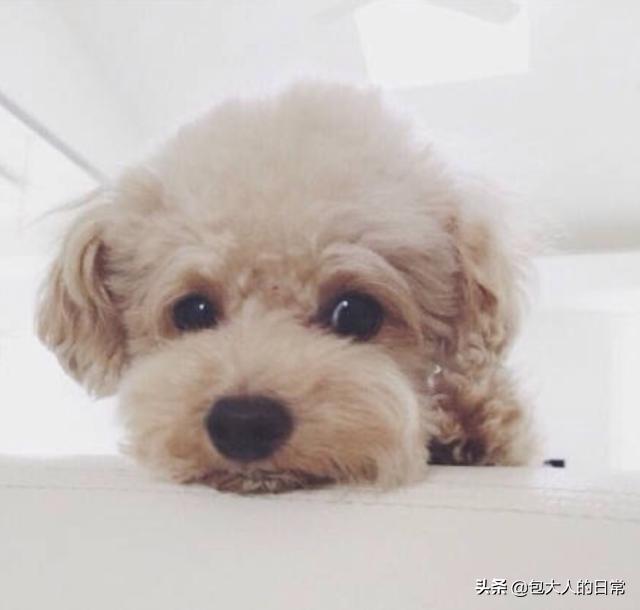 泰迪犬癫痫视频:成年的泰迪狗狗，经常发抖怎么回事？
