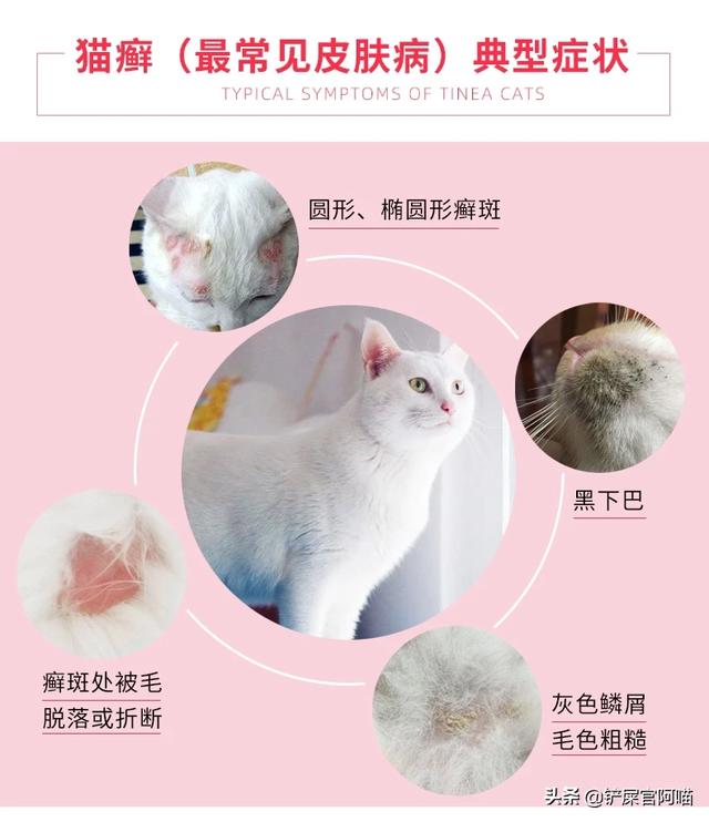 婴儿猫癣初期症状图片:刚满月的小猫身上，脸上长了猫癣，一片一片的，用什么药合适？