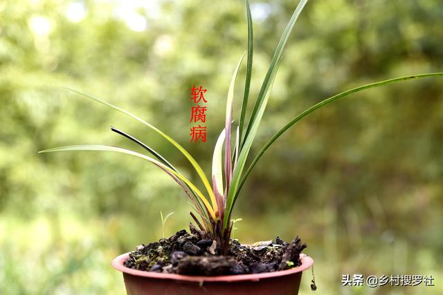 两腐通过植料传染吗？