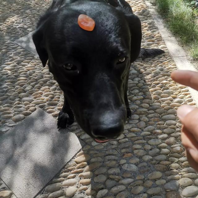 多伯曼犬德牧:我想养只德牧，可是没有大院子，只有大阳台！适合养么？