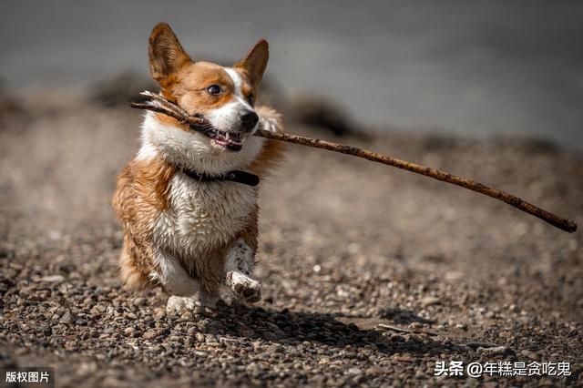 犬毒瘟灵隔多久打一针:应该给一只狗狗注射多少次疫苗？