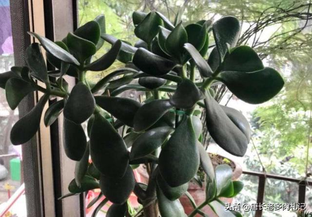 玉树养成盆景的几个技巧，为什么有人养在室内就容易挂掉呢？插图66