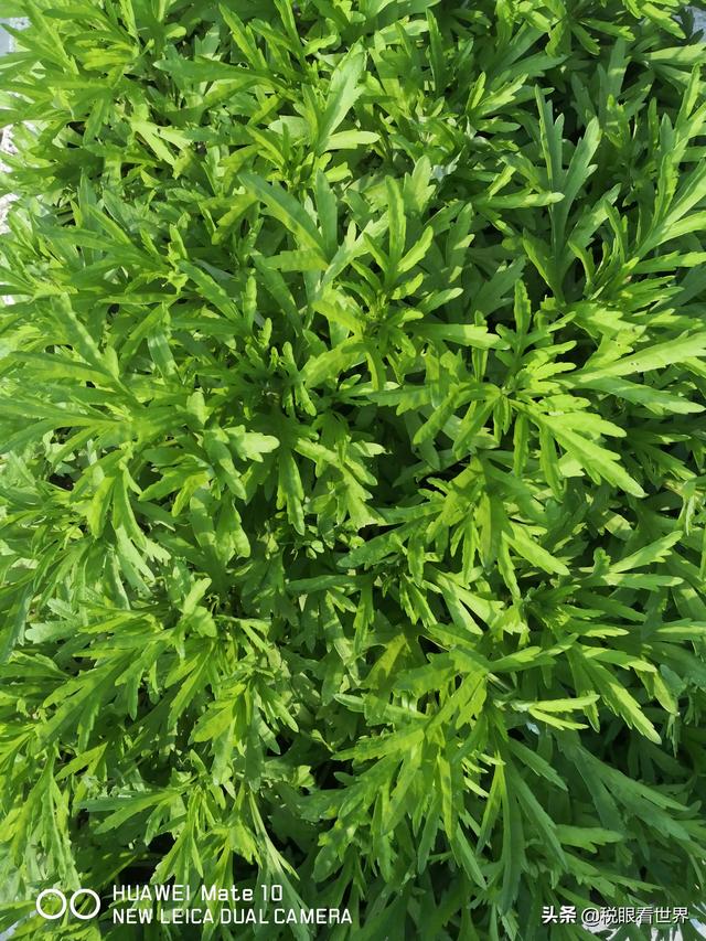 非财会专业,目前有一家工厂让去做成本核算,有一家代账公司让去做实习会计,应该选择哪份？