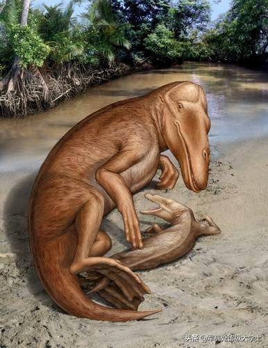 澳洲野犬 百科:海豹的进化趋势是不是像鲸鱼那样？ 澳洲野犬与中华田园犬