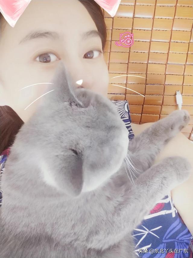 有没有人养着英短蓝猫的你们家猫性格好不好啊
