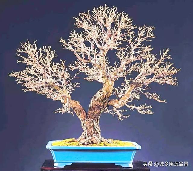 元宝枫图片:元宝枫图片大全大图 挖桩应该在什么时候移栽，是休眠期移栽好，还是刚要萌芽时？