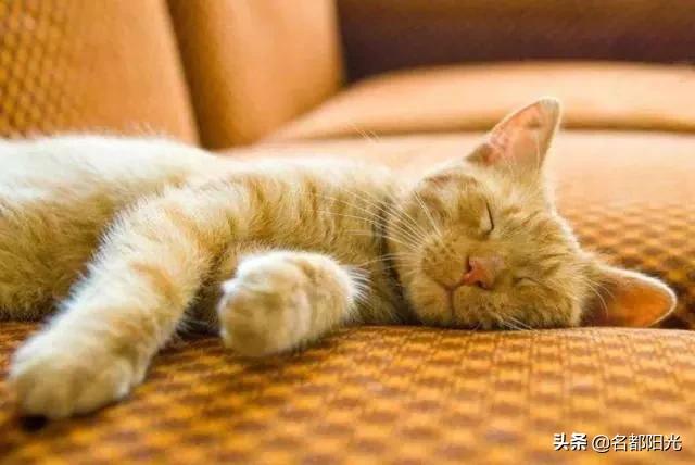 养一只电子宠物猫吧:最近有点闲，想养一只宠物，养什么好呢？