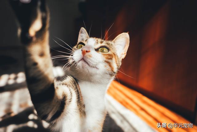 给猫咪减肥:如果想要给猫咪减肥，有没有适合的猫粮推荐？ 猫咪太胖了怎么减肥