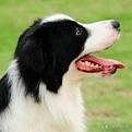 纯种保加利亚牧羊犬:如果是纯种的德国牧羊犬会有什么特点？