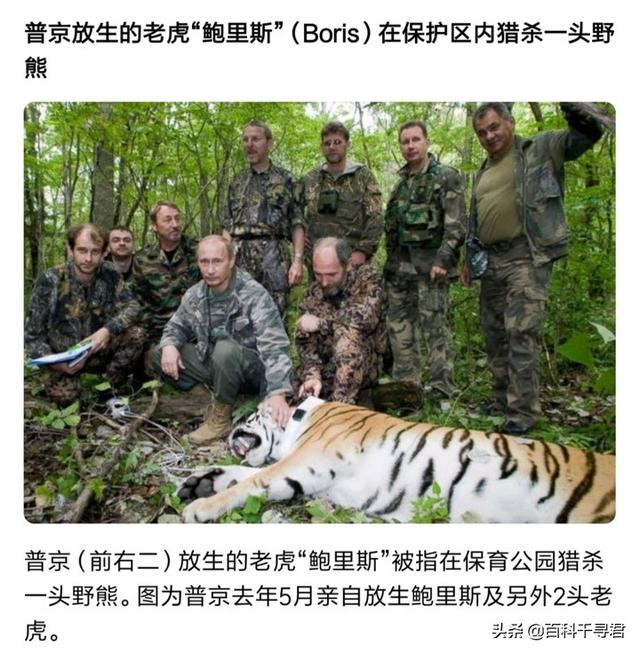 世界最大的猫科动物:猫科动物中战力最强的是谁？ 世界最大的猫科动物是谁