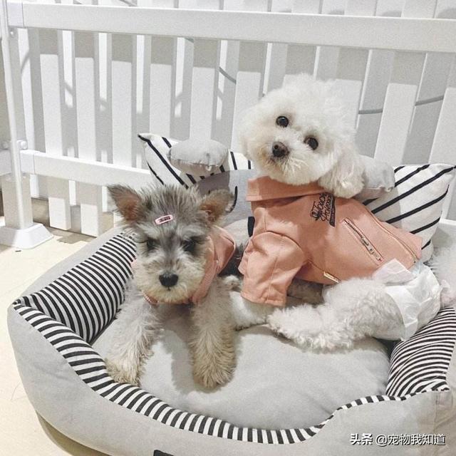 波士顿梗犬的缺点:雪纳瑞怎么样，缺点多不多？
