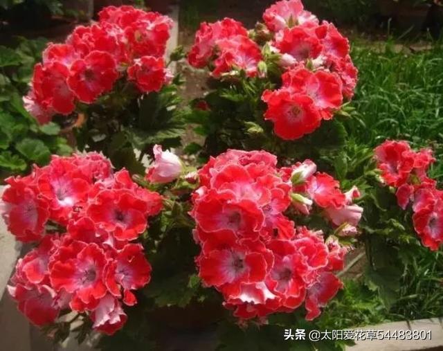 天竺葵图片的养殖技术:刚买来的天竺葵怎样管理？