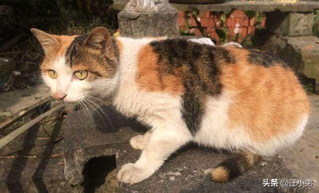 养猫记 by angelo:小猫从几个月开始养最好养，长大最亲人？
