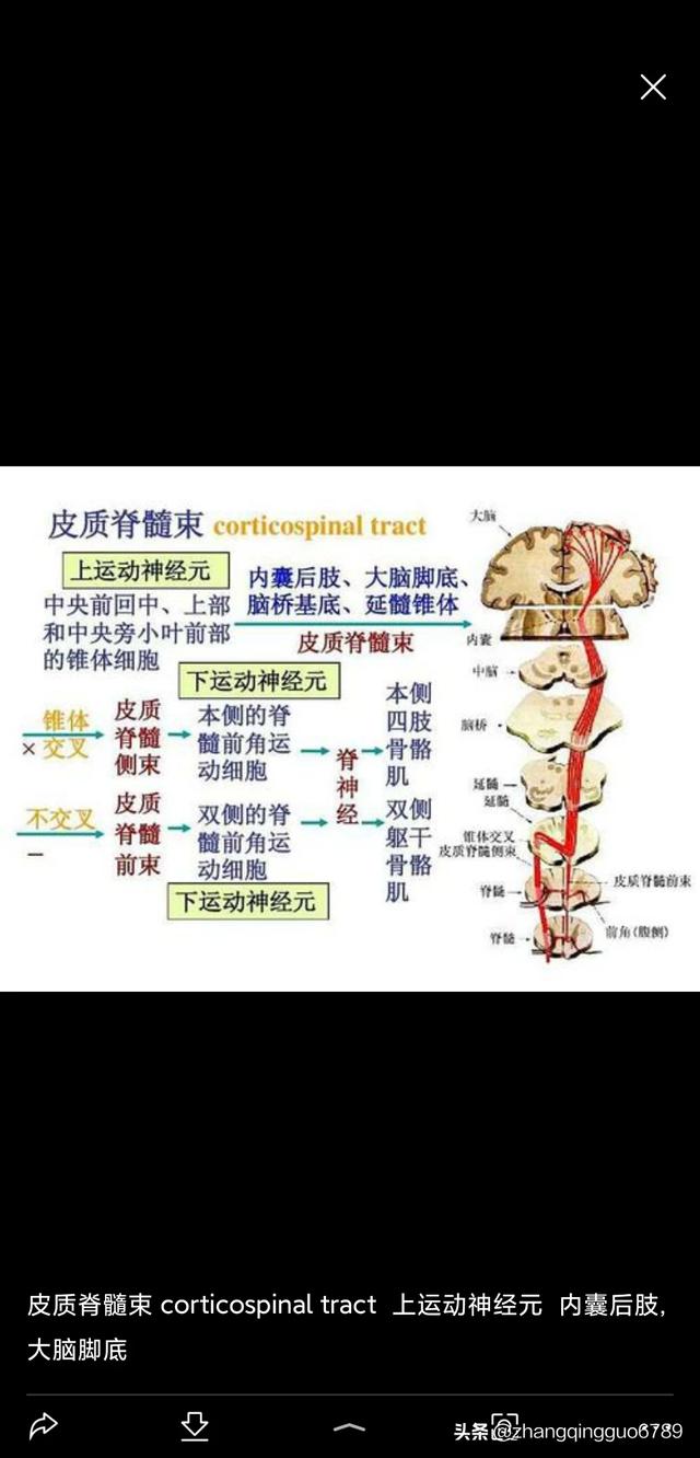头条问答 - 上下运动神经元怎么区分?(6个回答)