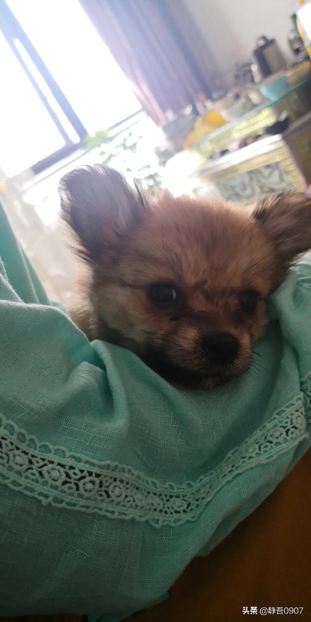 宠物去世后你会以何种方式处理呢？插图9