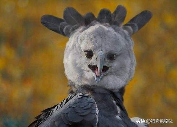 恐怖的天空人脸，可怕的哈比鹰！世界上最像人类的凶猛飞行物种，真的那么可怕吗