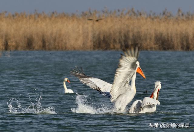 欧洲野牛在哪里打:欧洲野牛怎么打 罗马斗兽场上场过哪些猛兽？