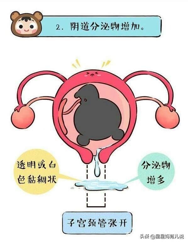 松狮狗生产前的预兆:产前一周有什么预兆？正常的表现是怎样的？