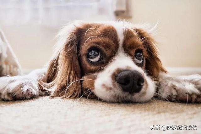 贝卫多犬用驱虫药:五个月狗以前没做过驱虫，现在开始补做应该多久一次？