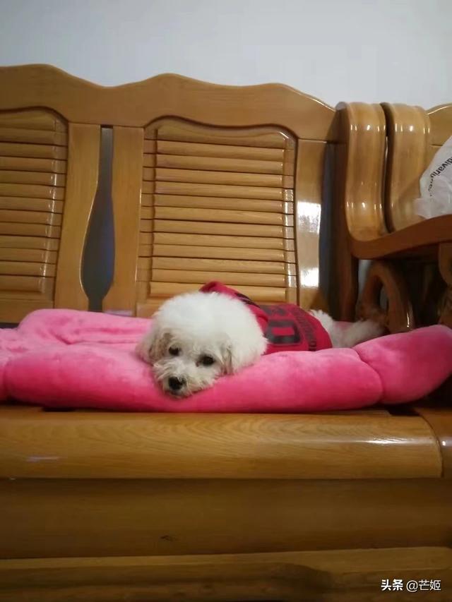 惠比特犬体味重吗:狗狗不会流汗，为什么还有那么重的体味？怎么减轻身上的体味？