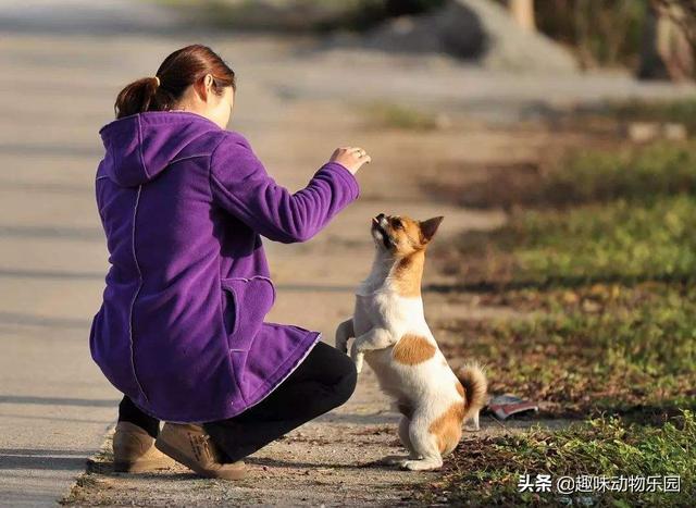 狗护食:狗护食怎么改正 两岁的狗狗护食护的厉害，应该怎样纠正？