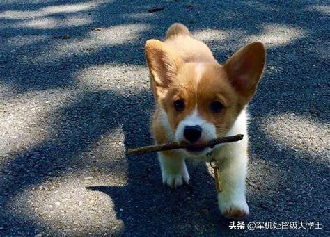 柯基犬幼犬:柯基狗为什么在进化中没死掉？