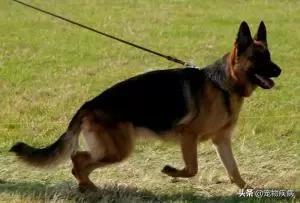 国内个子最大的中亚犬:世界上最大的中亚犬 世界上的四大金刚猛犬是哪四种狗？为什么？