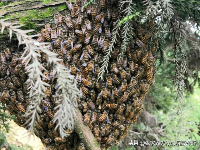 蜂蜡的功效,蜜蜡的功效与作用是什么？