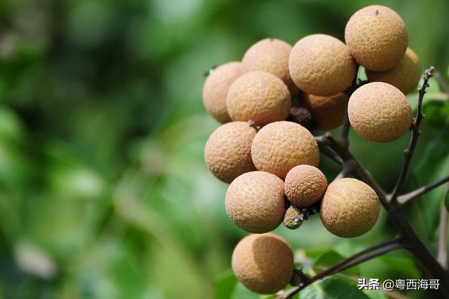 浙江台州进口火龙果核酸初检弱阳性，七个月大的小孩适合吃什么水果？
