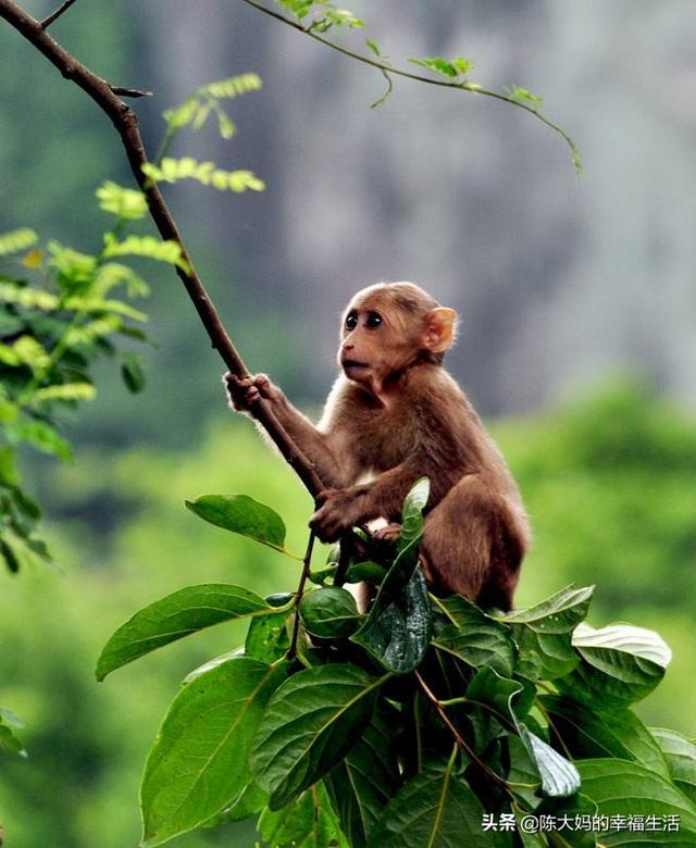 猪和猴的属相适合结婚吗,男属猴女属虎适合结婚吗？