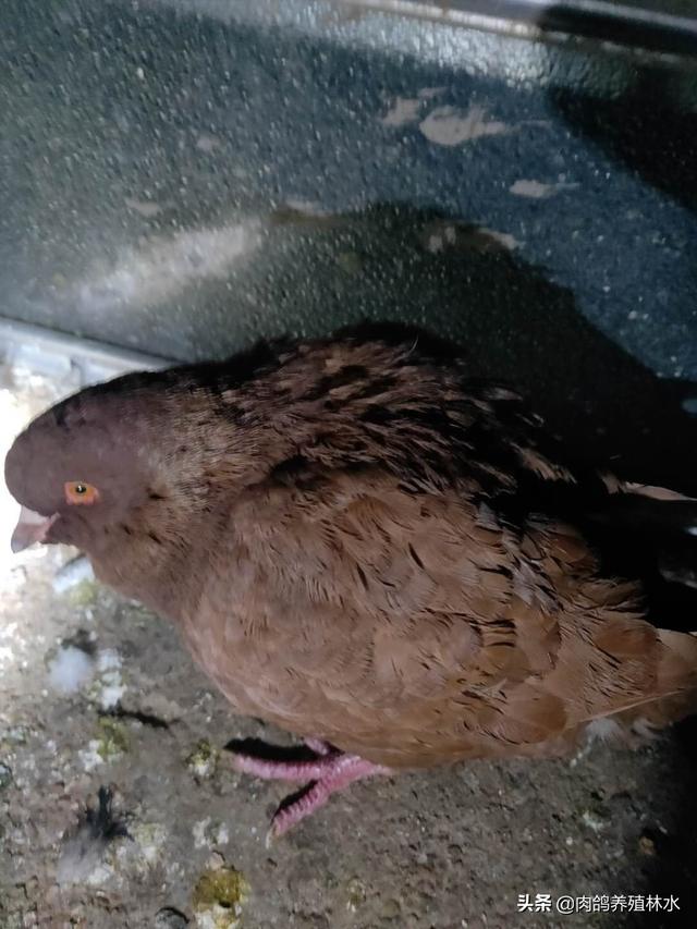 滴虫病怎么预防:幼鸽毛滴虫严重，能清理吗？用药后对幼鸽影响大吗？