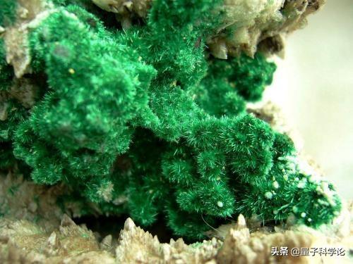 蓝尾金蜥图片以及吃什么:蜘蛛的血为什么也是蓝色的？它和珍贵的鲎血有关系吗？ 蓝尾金蜥图片