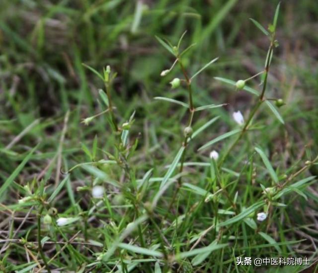 头条问答 白花蛇草水含有什么成分 75个回答
