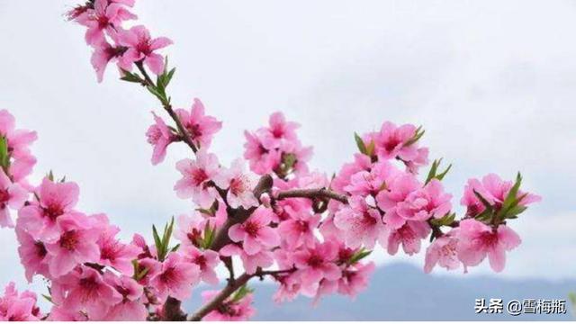 为什么把爱情称为桃花运？