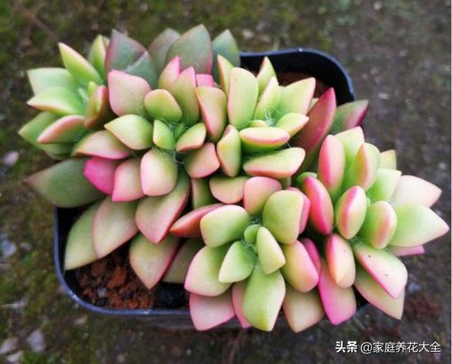 多肉锦化图片王玉珠帘:这是什么品种的多肉植物？