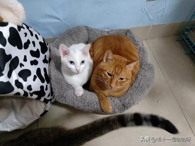 主人抓着橘猫的手跳舞:猫咪会不会六亲不认对主人又抓又咬呢？