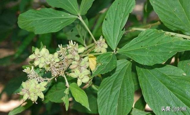 黄刺玫原变种:黄刺玫生长周期 黄刺玫和黄蔷薇怎么区分？