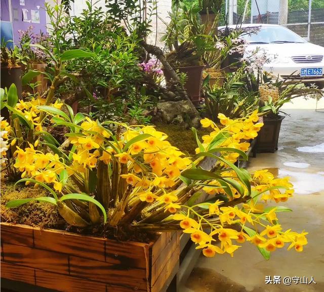 石斛图片,石斛的种类包括哪些？作用各有何不同？