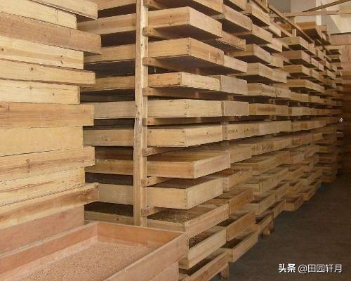 大麦虫图:大麦虫图片介绍 养殖大麦虫、面包虫需杀毒消菌吗？