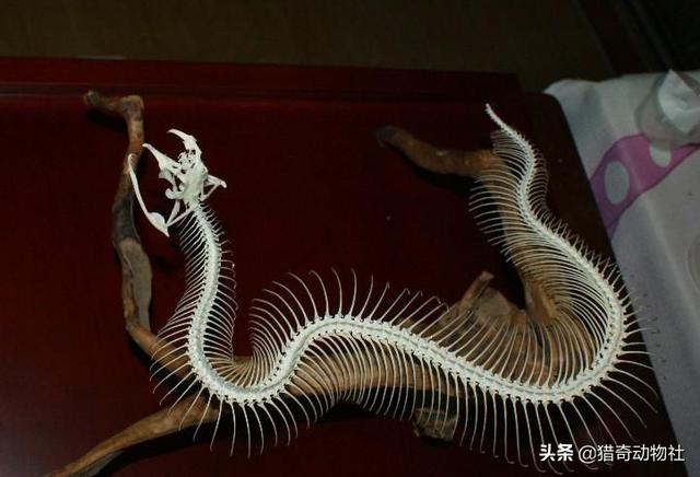 湖南农村蛇的种类大全:农村老人说的“过山风”是什么蛇？和五步蛇相比，哪种蛇更厉害？