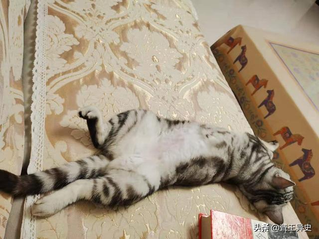 希尔斯猫粮好么:希尔斯猫粮好吗 养猫一年的花费能有多少？